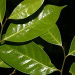 Sarcaulus brasiliensis Yaprak