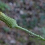 Hieracium lactucifolium Flor