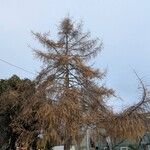 Larix occidentalis Habitus