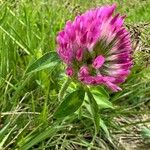Trifolium pratense Квітка