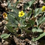 Viola purpurea Hábito