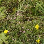 Centaurium pulchellum Vekstform