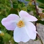 Rosa caninaΛουλούδι