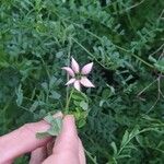 Coronilla viminalis Квітка