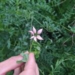 Coronilla viminalis Цветок