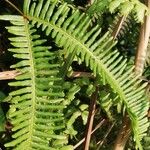 Dicranopteris linearis Jani