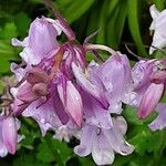 Hyacinthoides hispanica Blüte