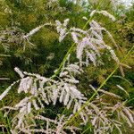 Tamarix chinensis Flower