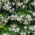 Trachelospermum jasminoidesЦветок