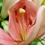 Lilium candidum Floare