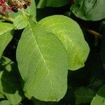 Phytolacca acinosa Leaf