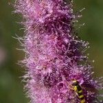 Spiraea × pseudosalicifolia Flor