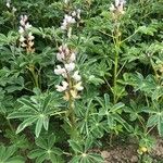 Lupinus albus Хабит