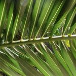 Phoenix canariensis Blatt