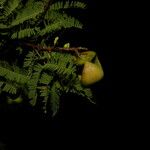 Caesalpinia coriaria Fruto