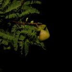 Caesalpinia coriaria Fruit