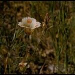 Calochortus venustus ᱵᱟᱦᱟ