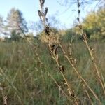 Silene tatarica Frukt