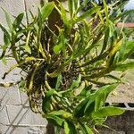 Epidendrum rigidum Blad