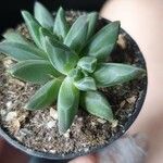 Pachyphytum compactum Liść