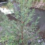 Ludwigia erecta Habitus