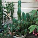 Euphorbia resinifera 整株植物