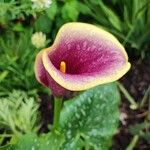 Zantedeschia albomaculataFlower