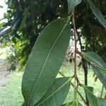 Ficus virgata Blad