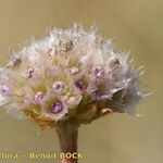 Armeria canescens Blüte