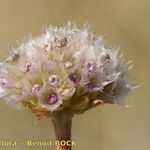 Armeria canescens പുഷ്പം