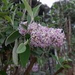 Buddleja officinalis Folha