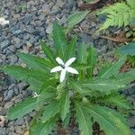 Hippobroma longiflora Hábito
