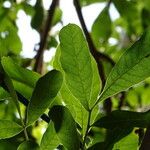 Kigelia africana Leaf