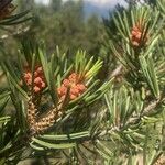 Pinus edulis Feuille