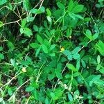 Arachis repens Leaf