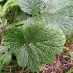 Geum sylvaticum Leaf