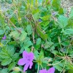 Erodium manescavi অভ্যাস