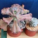 Echeveria shaviana برگ