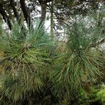 Pinus radiata ഇല