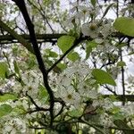 Pyrus calleryana Flor