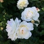 Rosa chinensis Blüte