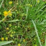 Potentilla thuringiaca आदत