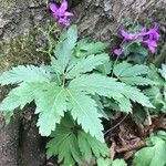 Cardamine glanduligera Fuelha