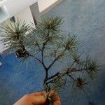 Pinus sylvestrisLeaf