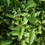 Mentha spicata ᱥᱟᱠᱟᱢ