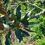 Magnolia virginianaبرگ