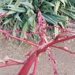 Beschorneria yuccoides 樹皮