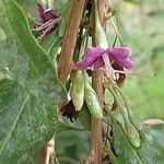 Lycium chinense Floare