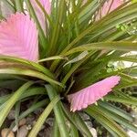 Tillandsia guatemalensis Blad