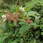 Rubus elegans Muu